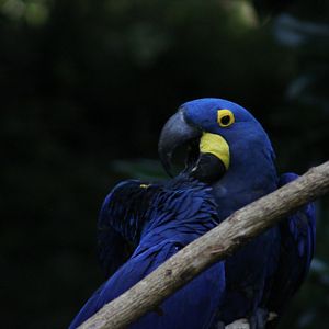 Hyacinth macaw