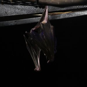 Greater bulldog bat | Animals of the Night