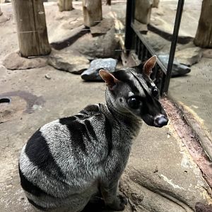 Banded palm civet | Animals of the Night
