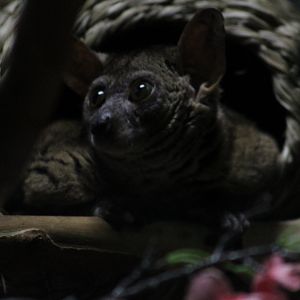 Greater bushbaby | Animals of the Night
