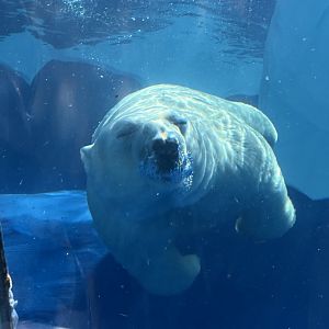 Polar Bear