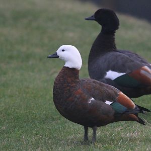 Paradise Shelduck pair