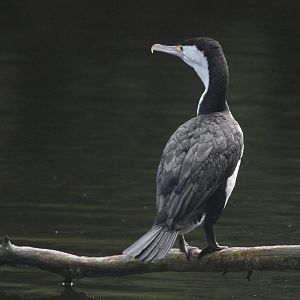 New Zealand Pied Shag