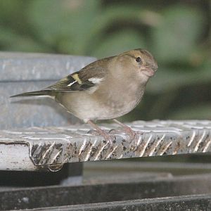 Common Chaffinch female