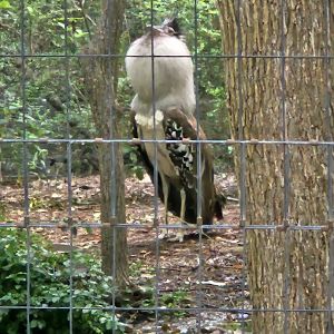 Kori Bustard displays