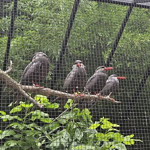 Inca terns