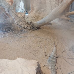 Midbarium - Desert Monitor