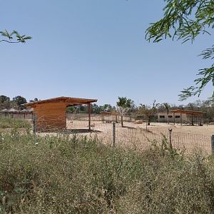 Midbarium - Arabian Oryx & North African Ostrich