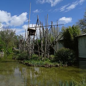 Welt der Affen; Silvery gibbon enclosure