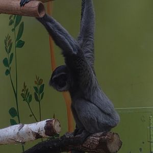 Silvery gibbon (Hylobates moloch)