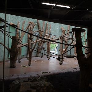 Welt der Affen; ring-tailed lemur / agouti indoor enclosure