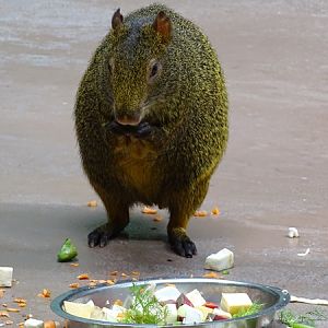 Azara's agouti (Dasyprocta azarae)