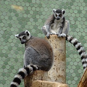 Ring-tailed lemur (Lemur catta)