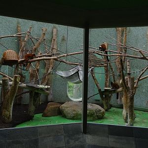 Welt der Affen: Red ruffed lemur enclosure