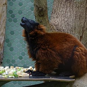 Red ruffed lemur (Varecia rubra)