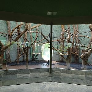 Welt der Affen: Spider monkey (/siamang) enclosure