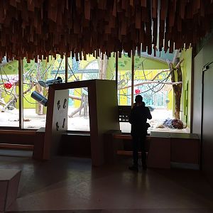 Welt der Affen; orangutan enclosure