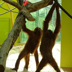 Sumatran orangutan (Pongo abelii)