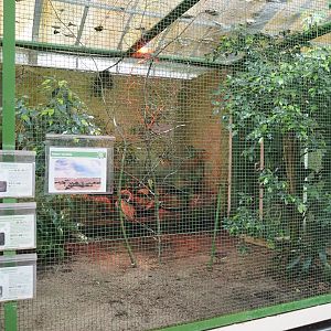 East Africa aviary, 2024-05-22
