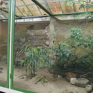 East Africa aviary, 2024-05-22