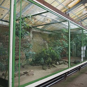 East Africa aviary, 2024-05-22