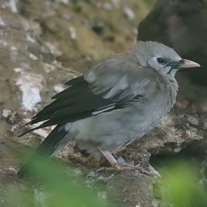 Wattled starling (Creatophora cinerea), 2024-05-22