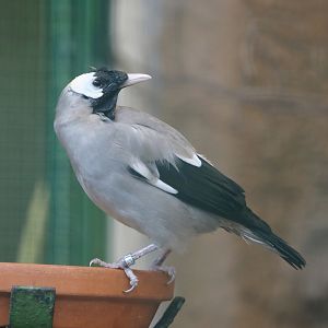 Wattled starling (Creatophora cinerea), 2024-05-23