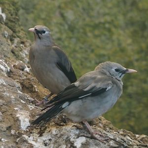 Wattled starlings (Creatophora cinerea), 2024-05-23