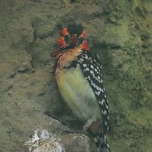 Red-and-yellow barbet (Trachyphonus erythrocephalus), 2024-05-22