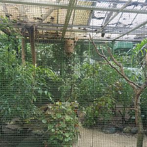 New Guinea aviary, 2024-05-22
