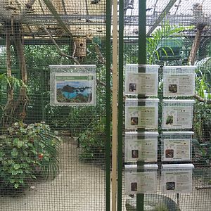 New Guinea aviary, 2024-05-22