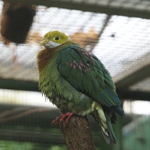 Pink-spotted fruit-dove (Ptilinopus perlatus), 2024-05-22