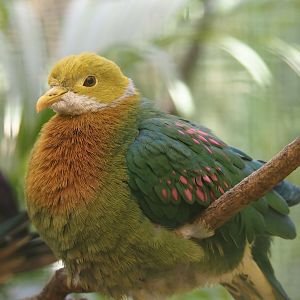 Pink-spotted fruit-dove (Ptilinopus perlatus), 2024-05-23