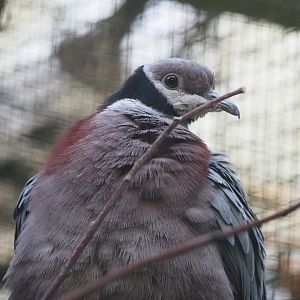 Collared imperial pigeon (Ducula mullerii), 2024-05-22