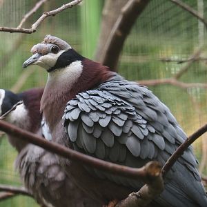 Collared imperial pigeon (Ducula mullerii), 2024-05-23