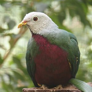 Wompoo fruit-dove (Ptilinopus magnificus), 2024-05-23