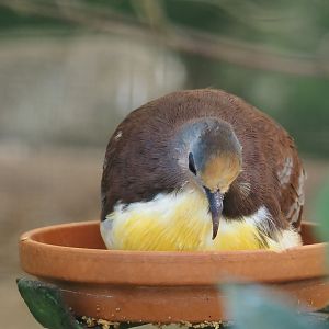 Cinnamon ground-dove (Gallicolumba rufigula), 2024-05-23