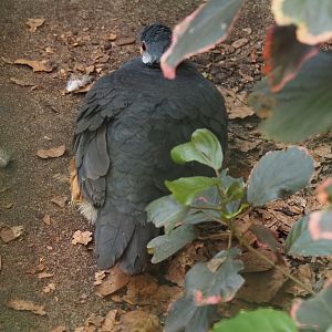 Thick-billed ground-pigeon (Trugon terrestris), 2024-05-23