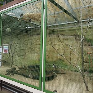 West Africa aviary 2024-05-22