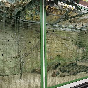 West Africa aviary, 2024-05-22