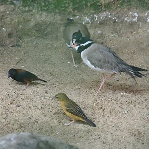Black-headed lapwing (Vanellus tectus) and Chestnut-and-black weavers (Ploceus nigerrimus castaneofuscus), 2024-05-22