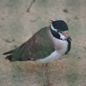 Black-headed lapwing (Vanellus tectus), 2024-05-23