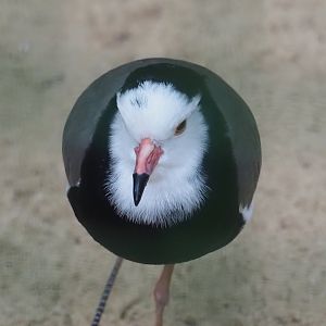 Long-toed lapwing (Vanellus crassirostris), 2024-05-22