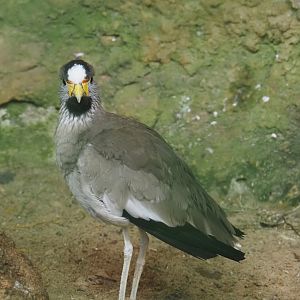 African wattled lapwing (Vanellus senegallus), 2024-05-22