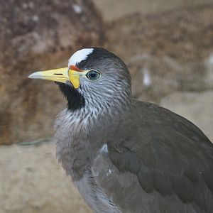 African wattled lapwing (Vanellus senegallus), 2024-05-23
