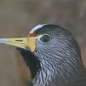 African wattled lapwing (Vanellus senegallus), 2024-05-23