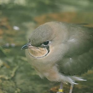 Collared pratincole (Glareola pratincola), 2024-05-22