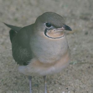 Collared pratincole (Glareola pratincola), 2024-05-23