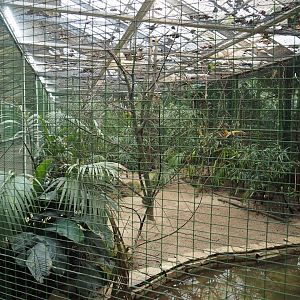 Larger Philippines archipelago aviary, 2024-05-22
