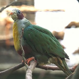 Yellow-breasted fruit-dove (Ramphiculus occipitalis), 2024-05-22